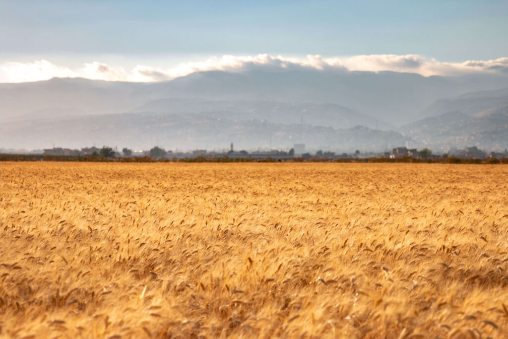 “All wheat we produce in Lebanon we sell to a dealer, and they sell it abroad because farmers need foreign currency to survive,” Najib Fares, farmer (picture: Bekaa valley fields)