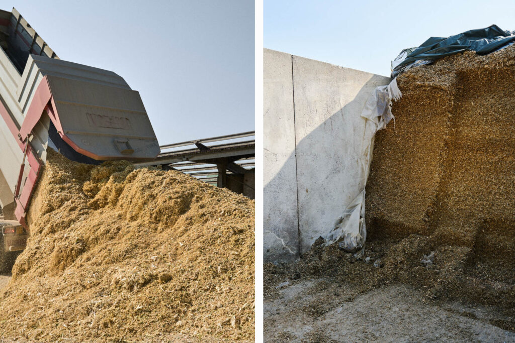 Left, The product of maize harvesting and processing is unloaded in the yard of a farm for the subsequent ensiling phase, Pieve d'Olmi (Cremona), July 2022 Right, The storage of maize shredded for cattle feed, Arluno (Milan), July 2022