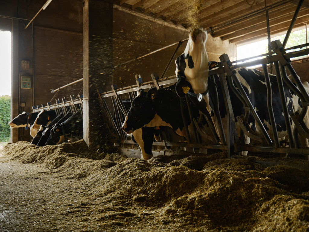 Eating American: Cattle feeding inside one of the stables of the company 'Le Robinie', Arluno (Milan) - July 2022
