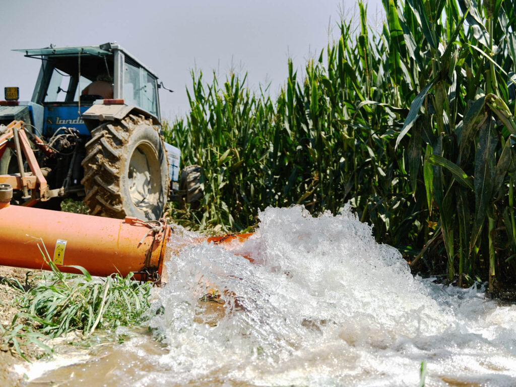 Wet rescue: the irrigation of Cesare Soldi's farm fields. Drought does not show in a shortage of water, but in the difficulty of irrigation canal management consortia to guarantee a regular service, Cella Dati (Cremona), July 2022