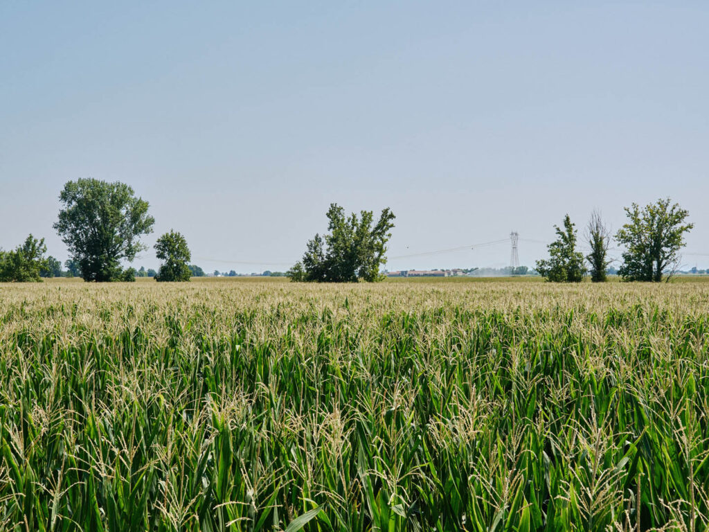 A maize plantation, Cella Dati (Cremona), July 2022